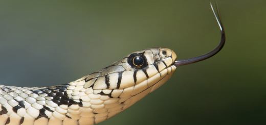 В Індії оштрафували чоловіка, який з’їв отруйну змію аби «злякати коронавірус»