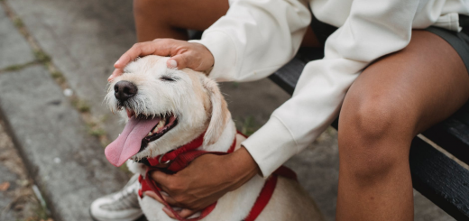 ОАЕ почали використовувати собак для пошуку хворих на коронавірус в аеропортах