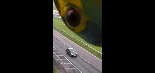 У Бразилії папуга вирішив погратися з камерою автофіксації