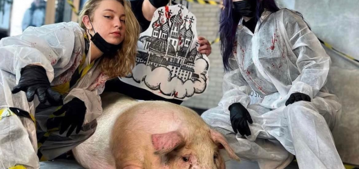 У столиці тату-майстри привели свиню до салону, щоб набити їй велетенські куполи