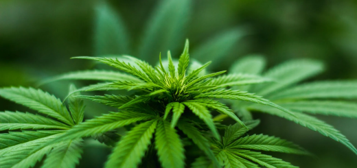 Мальта стала першою країною ЄС, яка легалізувала вирощування та особисте вживання марихуани